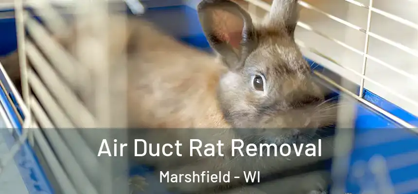  Air Duct Rat Removal Marshfield - WI