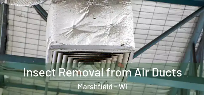  Insect Removal from Air Ducts Marshfield - WI